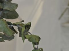 -倦勤咖啡(中山南路店)