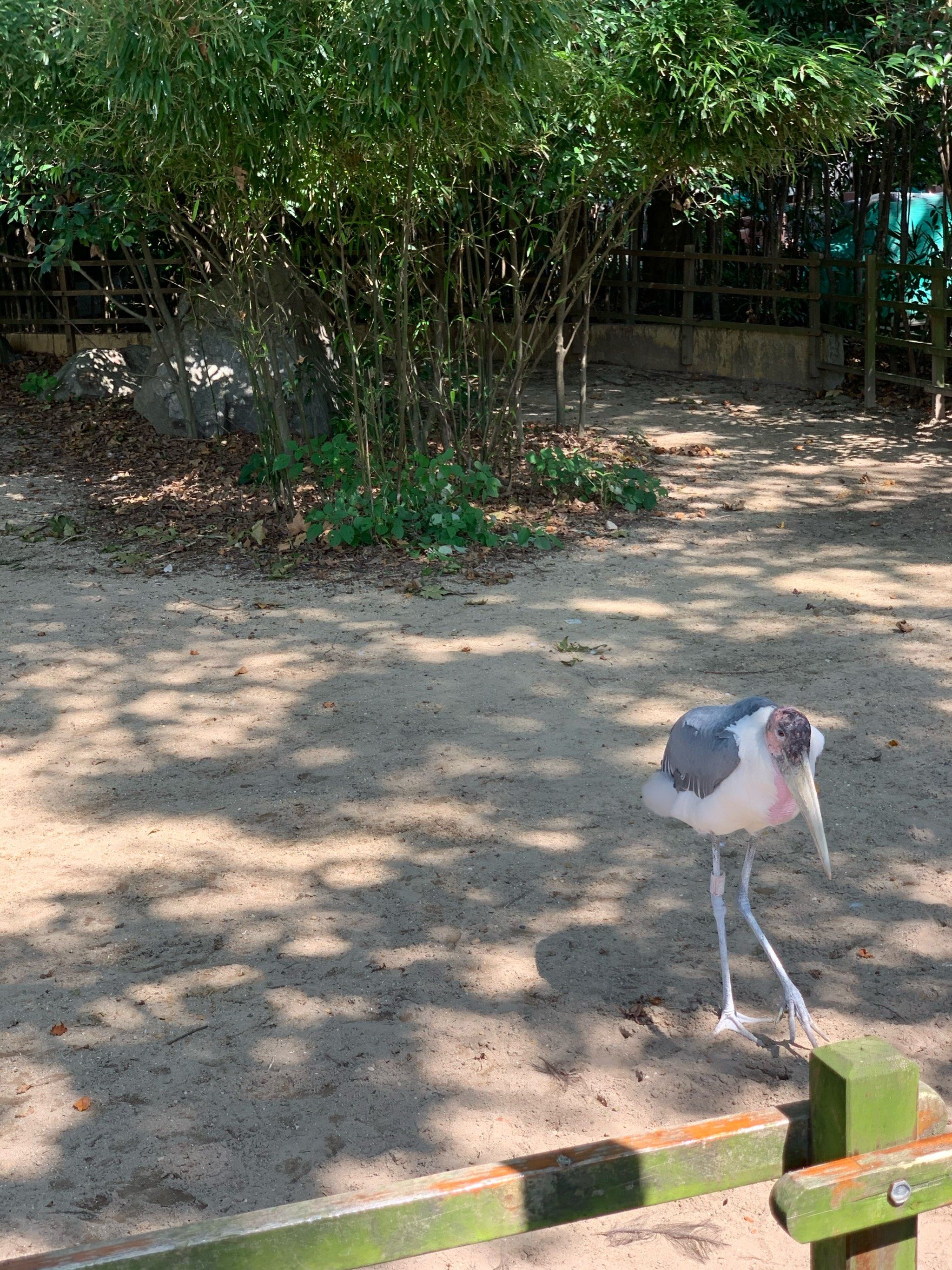 五一逛动物园|非洲秃鹳