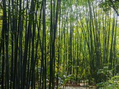 -深圳仙湖植物园