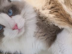 -飞行喵MR PILOT|猫舍·猫咖(静安大融城店)
