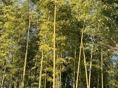 -上海不夜城广场(上海不夜城金融大厦店)