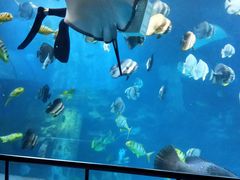 -太平洋海底世界