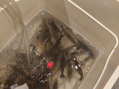 -杨氏青龙虾·羊蝎子(托乐嘉店)