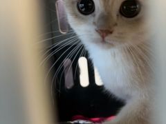 -瑞派申生动物医院·24H夜诊·国际动物医疗中心·骨外科(吴中路店)