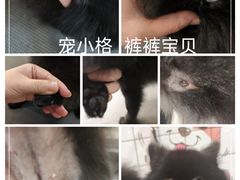 -宠小格时尚宠物生活馆(唐镇店)