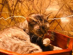 -more than meow吴止猫主题餐厅(承德 中船汇店)