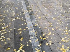 -百林公园-两江幸福广场