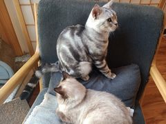 -猫爪屋猫咖(乐汇城店)