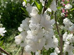 -南汇桃花村