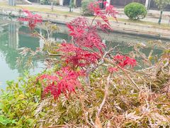 -黎里古镇