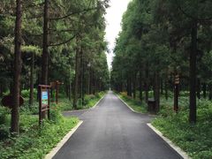 -崇明东平国家森林公园烧烤房车露营地