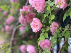 -都江堰玫瑰花溪谷