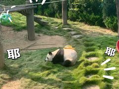 -西霞口神雕山野生动物世界