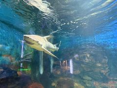 -烟台海昌鲸鲨海洋公园