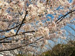 -高东镇樱花园