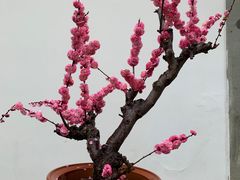 -杭州植物园