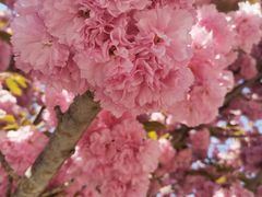 -莱阳濯村樱花园