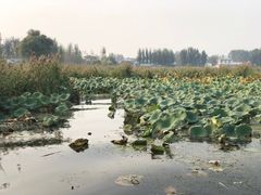 -白洋淀景区