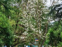 -花溪公园