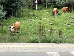 -五台山风景区