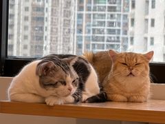 -有喵·猫咖·狗咖·30几只猫10只小狗(岗厦店)