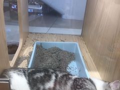-屋虎猫馆(宝安大仟里店)