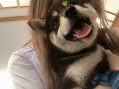 -豆柴町-柴犬主题狗咖(红鼎国际C座店)