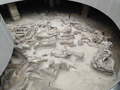 -自贡恐龙博物馆