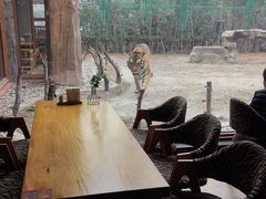 -上海野生动物园老虎餐厅