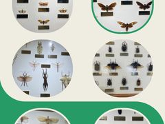 -上海昆虫博物馆