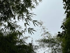 -成都大熊猫繁育研究基地