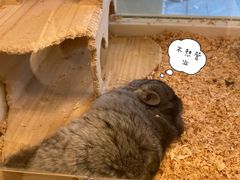 -龙猫仔乐园(惠福东路店)