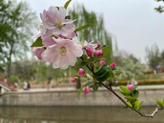 -海棠花溪(元大都城垣遗址公园)