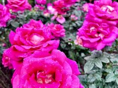 -人民公园(罗湖区)