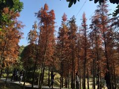 帽峰山-广州市帽峰山景区