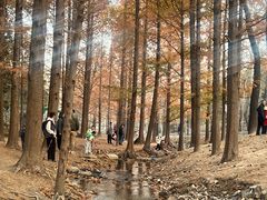 -白水寺森林公园