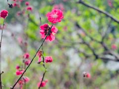 -广州市白云山风景名胜区