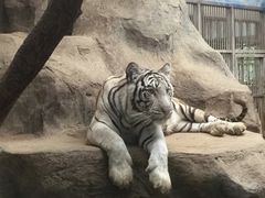 -清迈夜间动物园