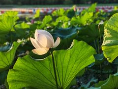 -金鸡湖桃花岛