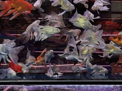 -青石桥花鸟鱼虫市场(叠翠城店)