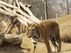 -北京野生动物园