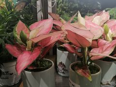 -鹿岛生活(熙地港店)