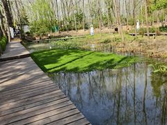 -合肥滨湖国家森林公园