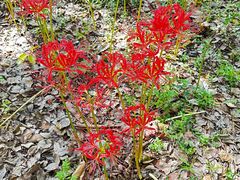 -翠贝卡&Mama Kelly Brunch Coffee(河西店)