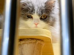-猫宠乐园·专业洗护