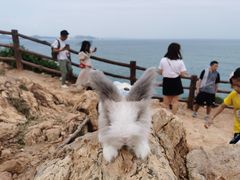 -杨梅坑