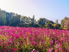 -金塔沙漠胡杨林景区