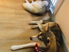 -Husky Go! 哈士奇体验馆·宠物咖啡厅狗咖