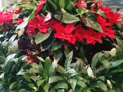 -大鸭梨烤鸭(枣园店)