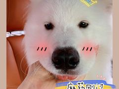 -柏萃动物医院·骨科·牙科